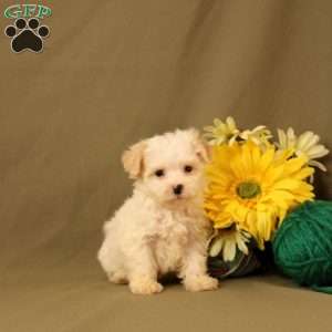 Elliot, Maltipoo Puppy